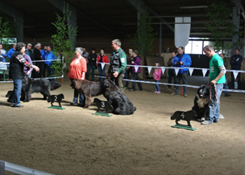 Bild(vereinsleben/bilder/Ausstellungen/04052014_10.png) konnte nicht geladen werden