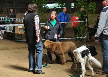 Bild(vereinsleben/bilder/Ausstellungen/04052014_13.png) konnte nicht geladen werden