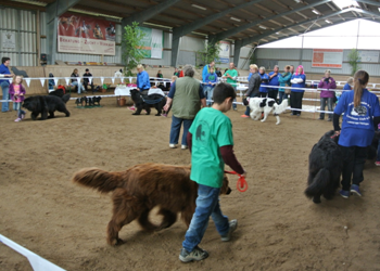 Bild(vereinsleben/bilder/Ausstellungen/04052014_23.png) konnte nicht geladen werden