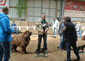 Bild(vereinsleben/bilder/Ausstellungen/04052014_25.png) konnte nicht geladen werden