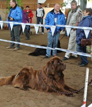 Bild(vereinsleben/bilder/Ausstellungen/04052014_26.png) konnte nicht geladen werden